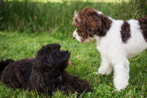 Puppy Matching