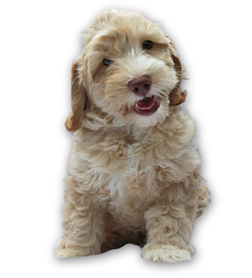 Protecting the Australian Labradoodle: GALA