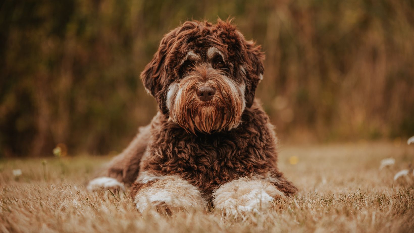 Chocolate Australian Labradoodle