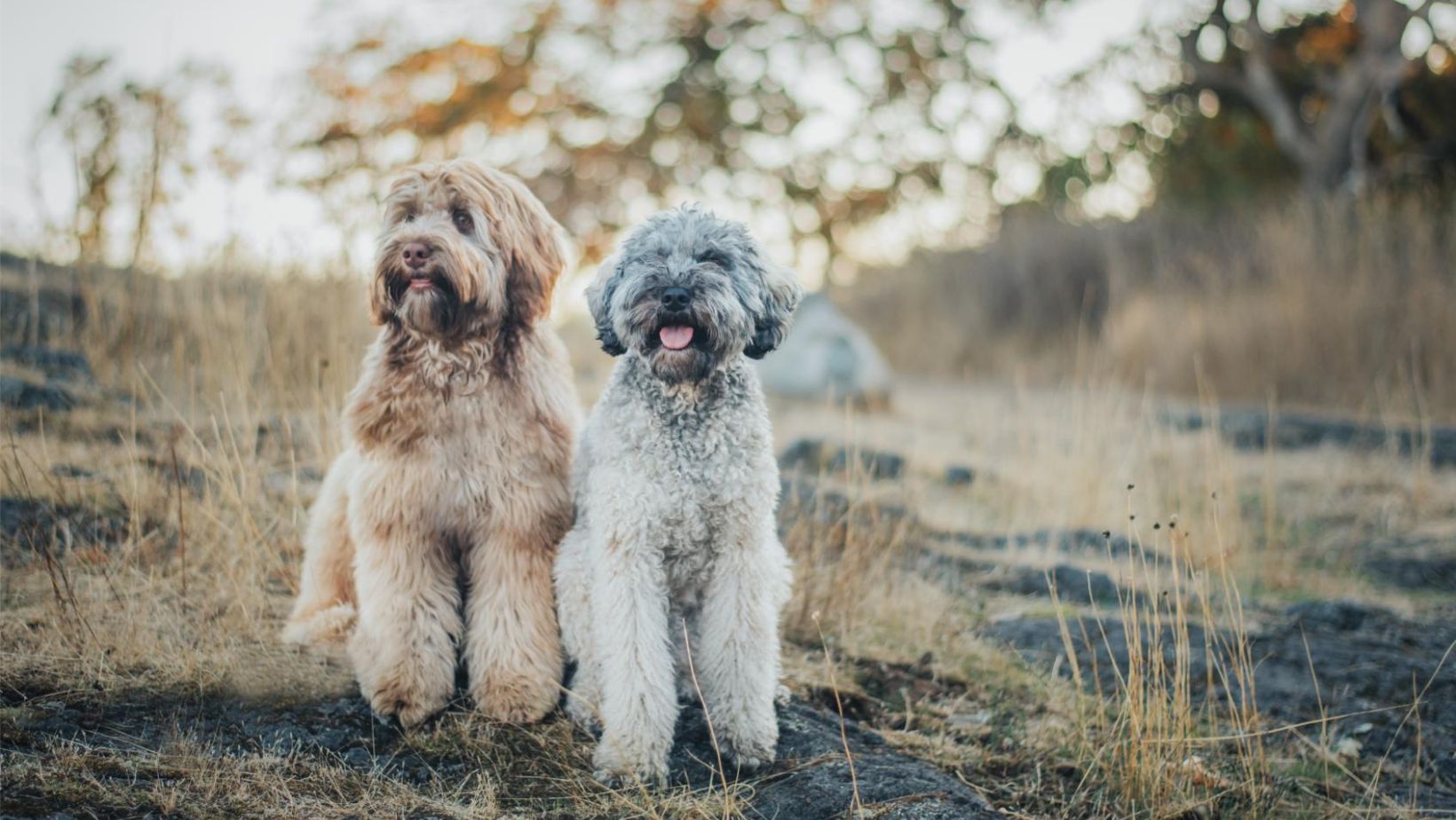 Australian Labradoodles in a field