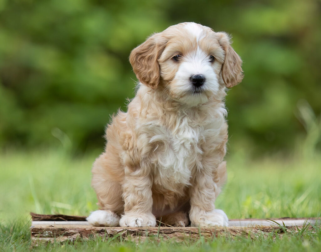 Apricot Australian Labradoodle Puppy