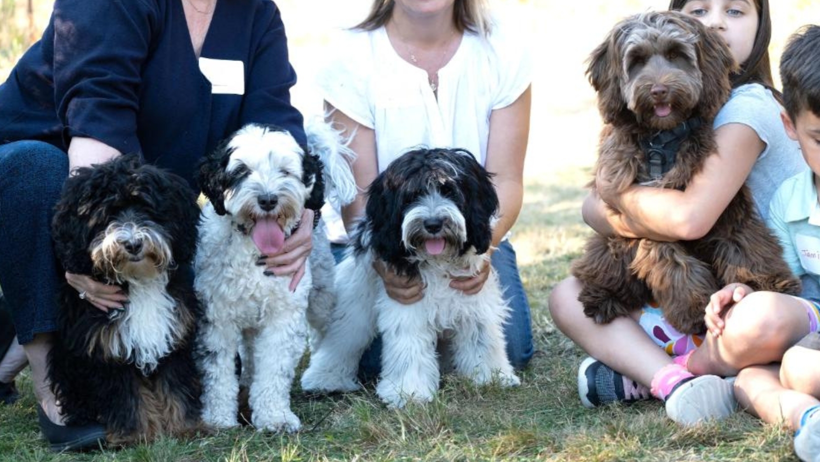 Australian Labradoodles breeders meeting with their dogs