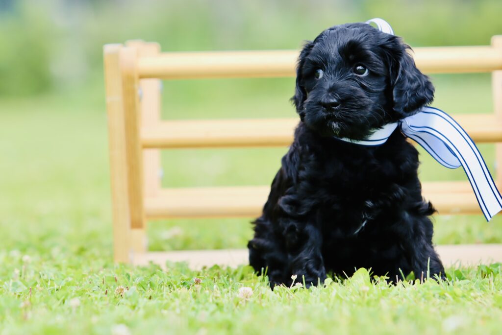 Black Australian Labradoodle Puppy
