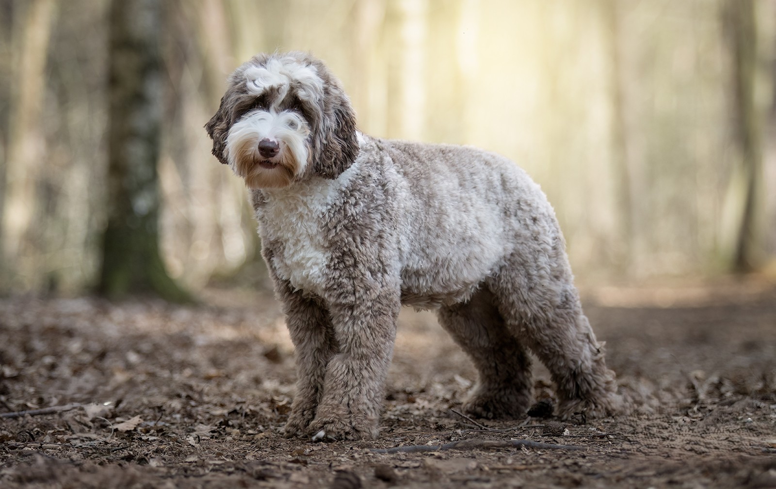 Cafe labradoodle with white markings in forest
