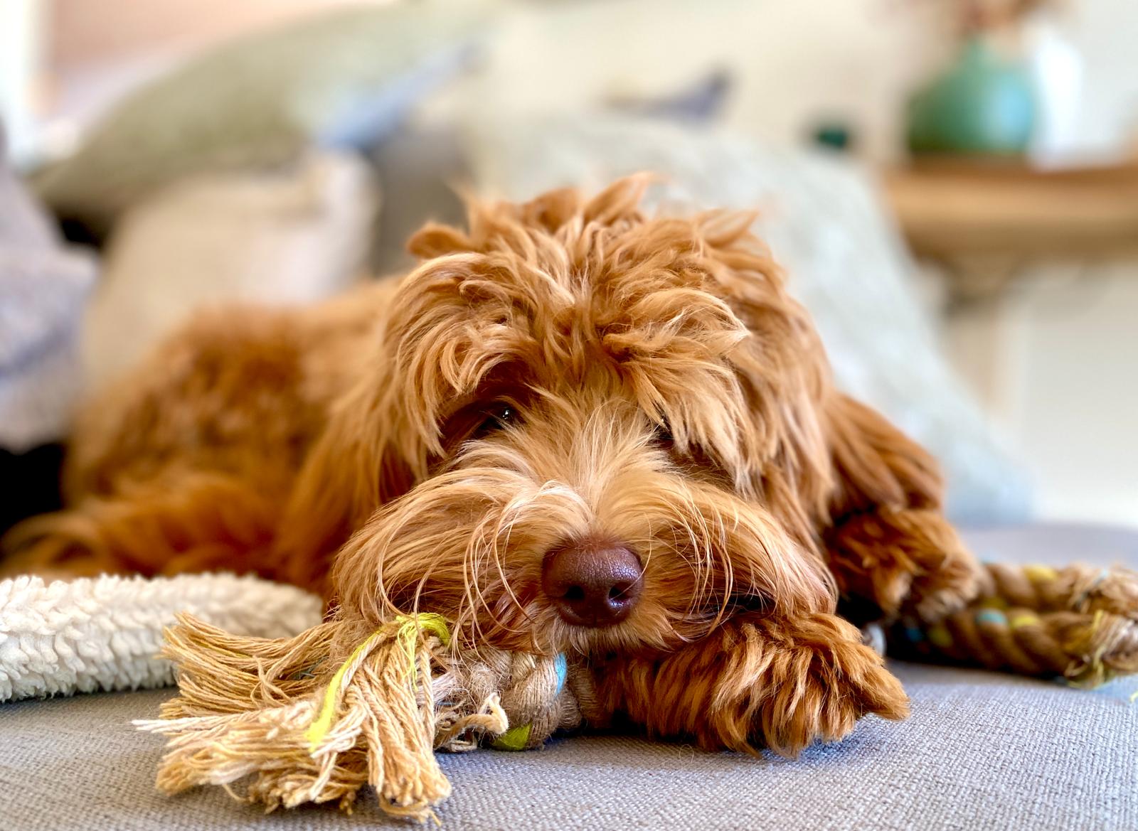 Contact GALA - Global Australian Labradoodle Association