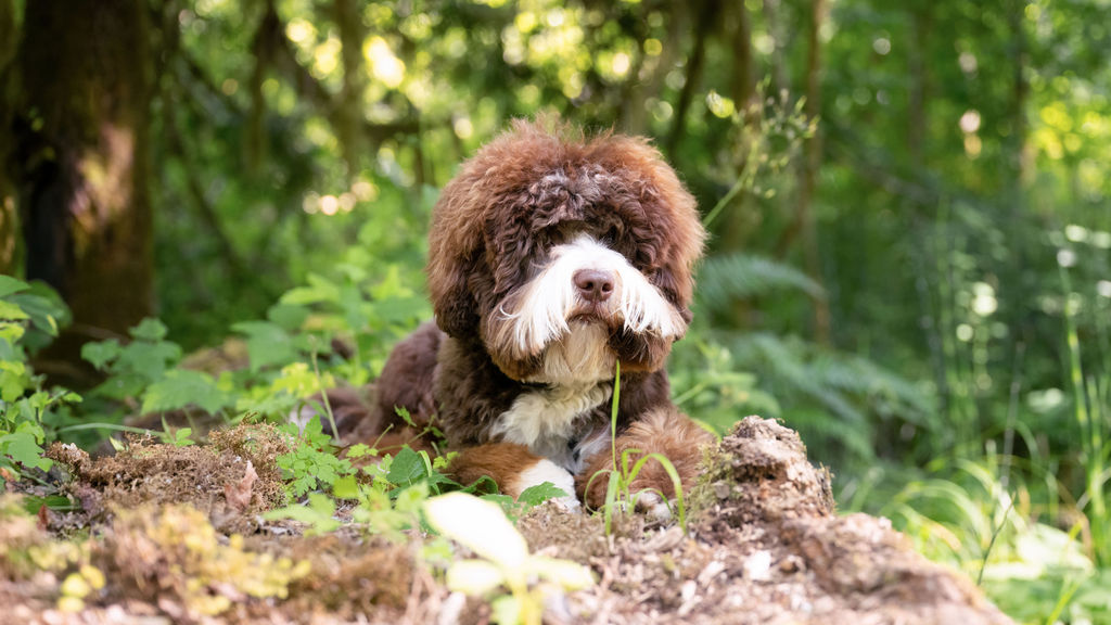 Why GALA for Australian Labradooodle Breeders