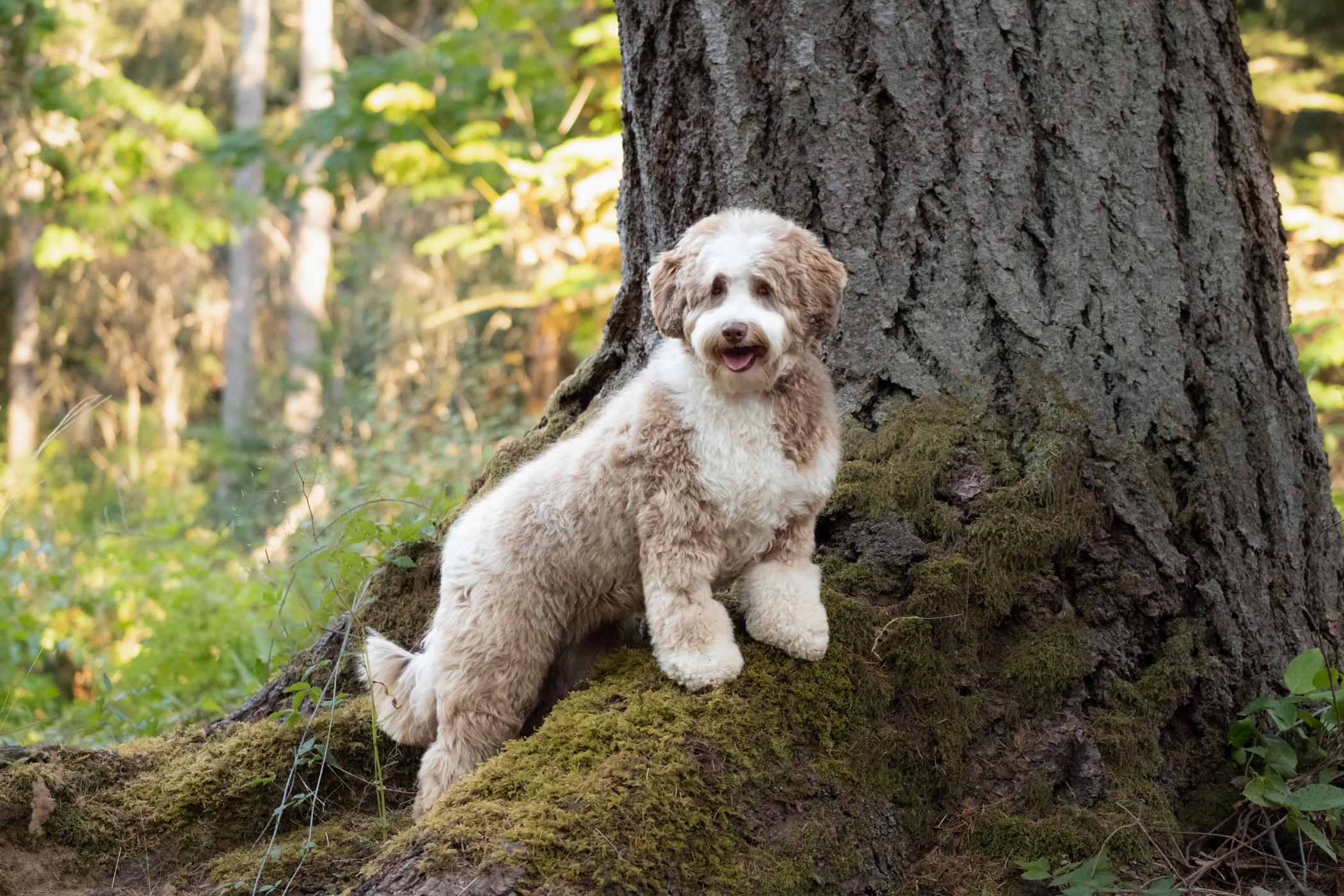 Caramel TuxedoALD by Standing by Tree Trunk