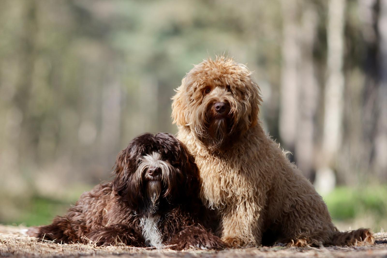 The GALA Approach with Australian Labradoodle Breeders