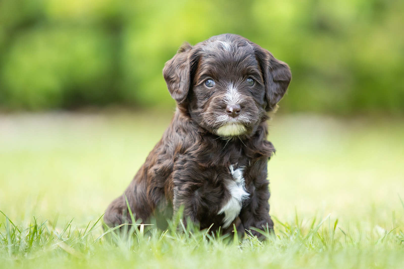 Join GALA | Ethical Breeders of the Genuine Australian Labradoodle