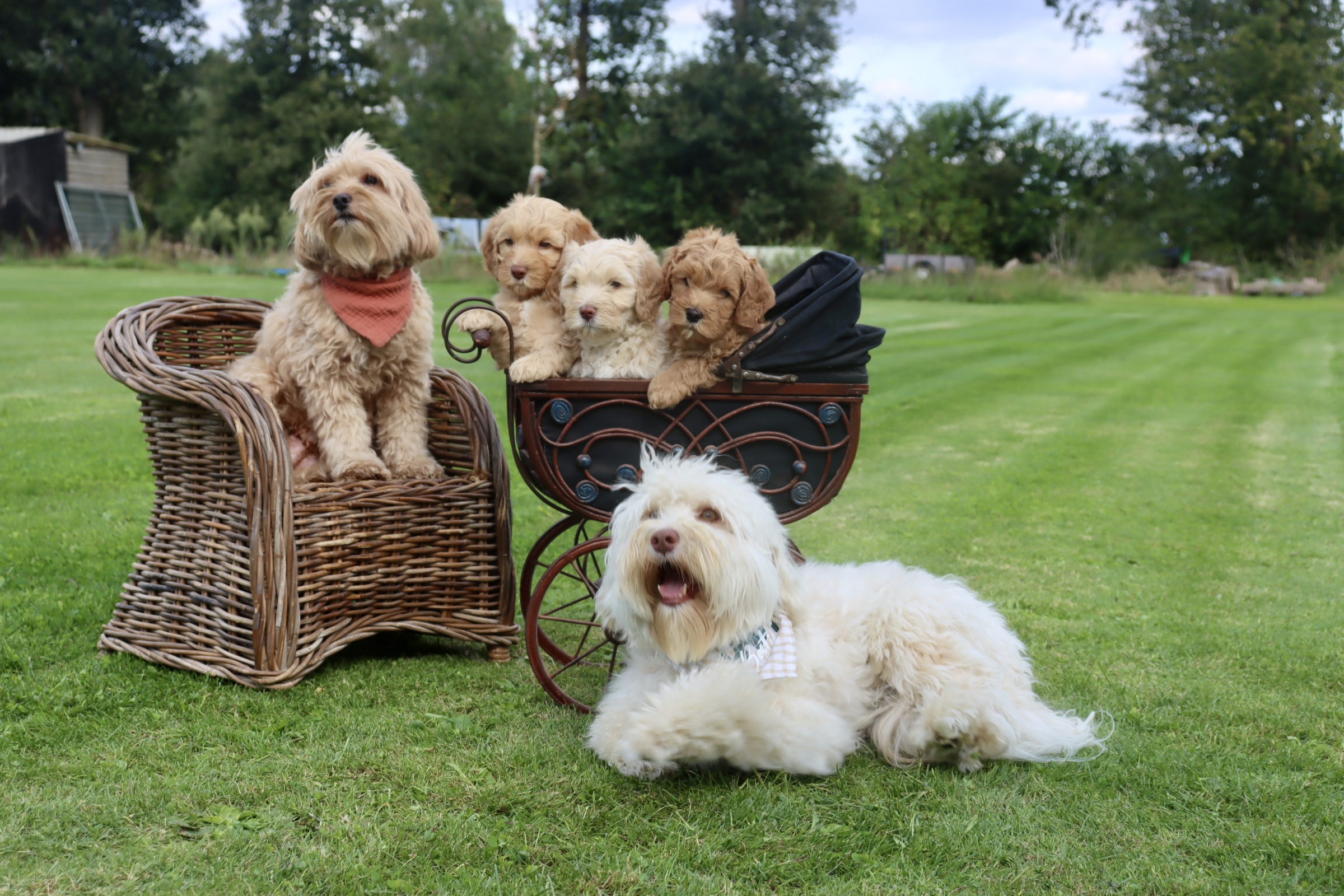 Australian Labradoodle Colors