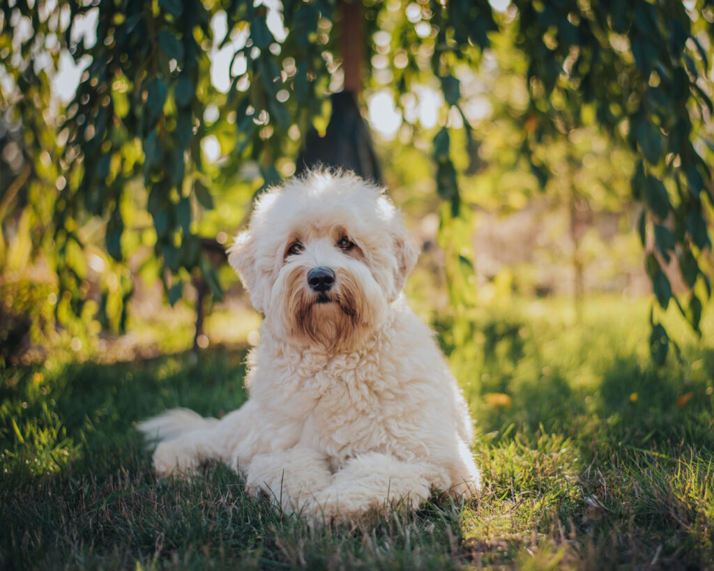 Australian Labradoodle Colors