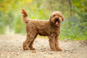 What Is an Australian Labradoodle?