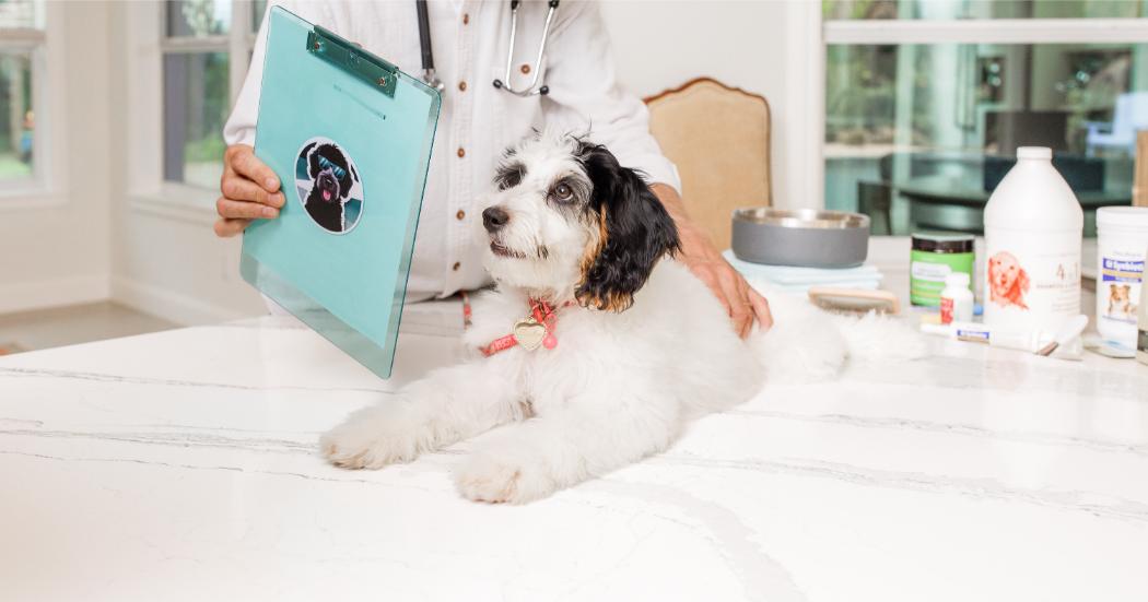 Health testing is verified at Global Australian Labradoodle Association