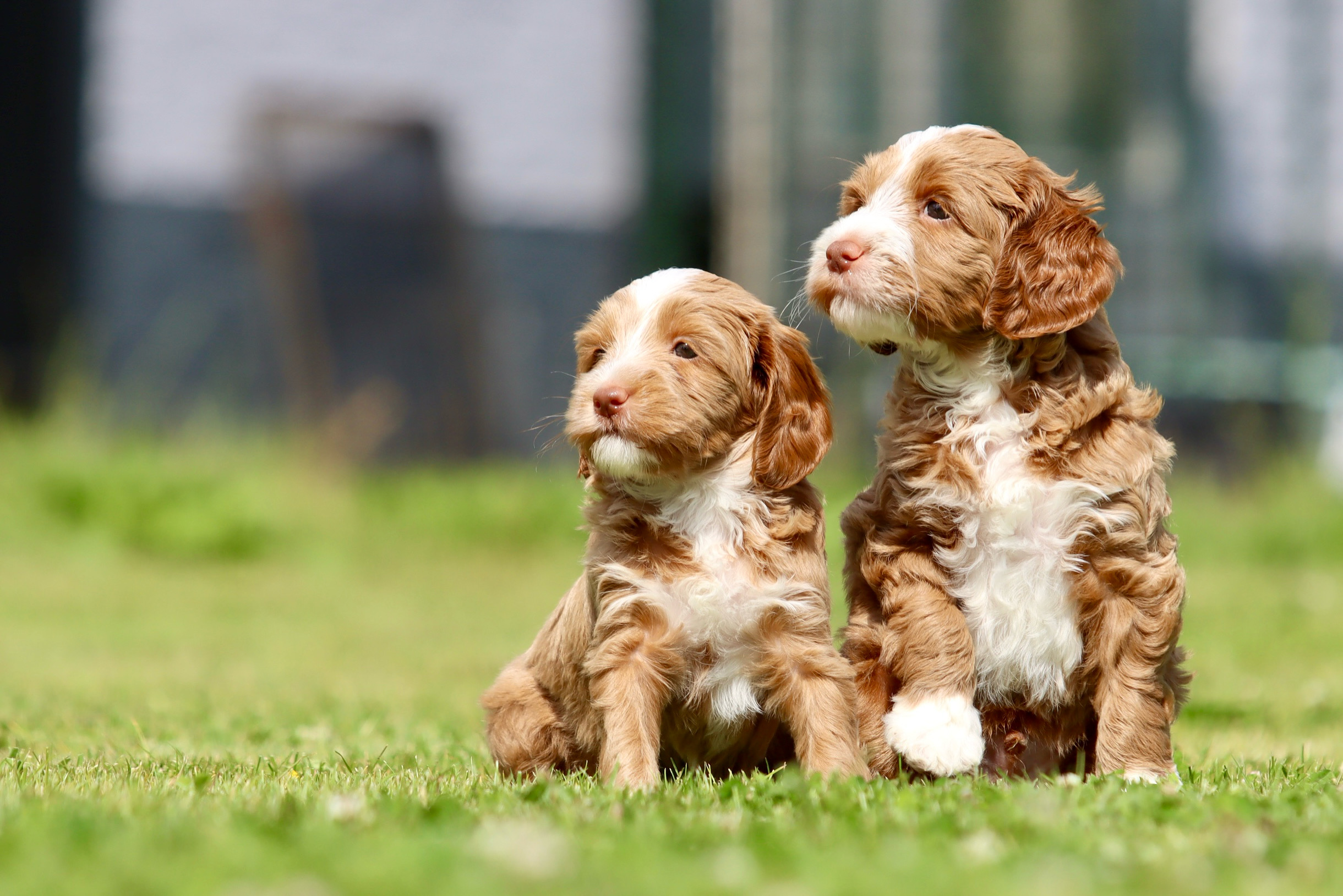 About the Australian Labradoodle