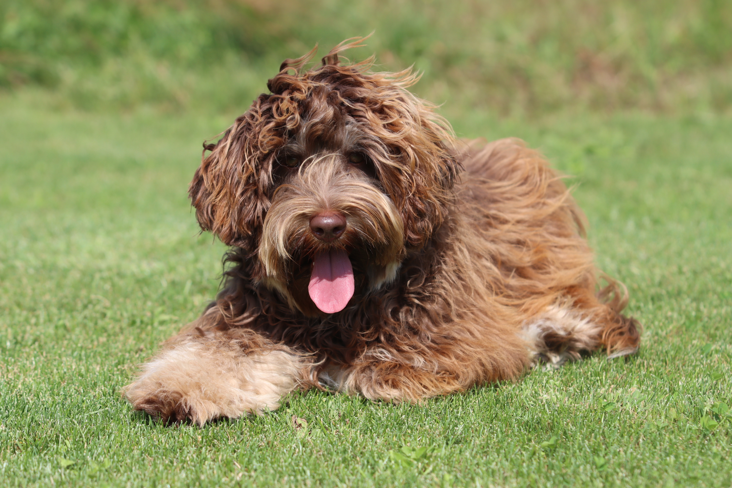 Contact GALA - Global Australian Labradoodle Association