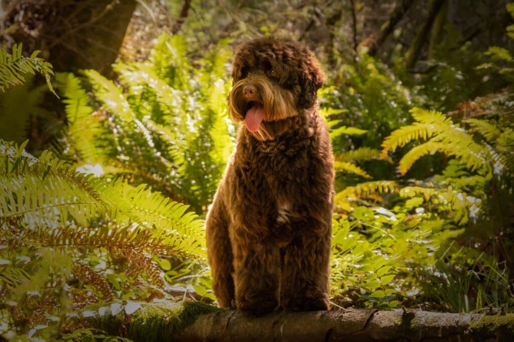 Conformation in the Australian Labradoodle: