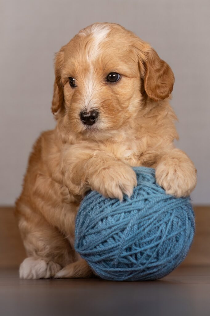 Breeder Resources