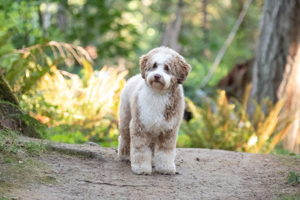 Summer Pet Safety Blog