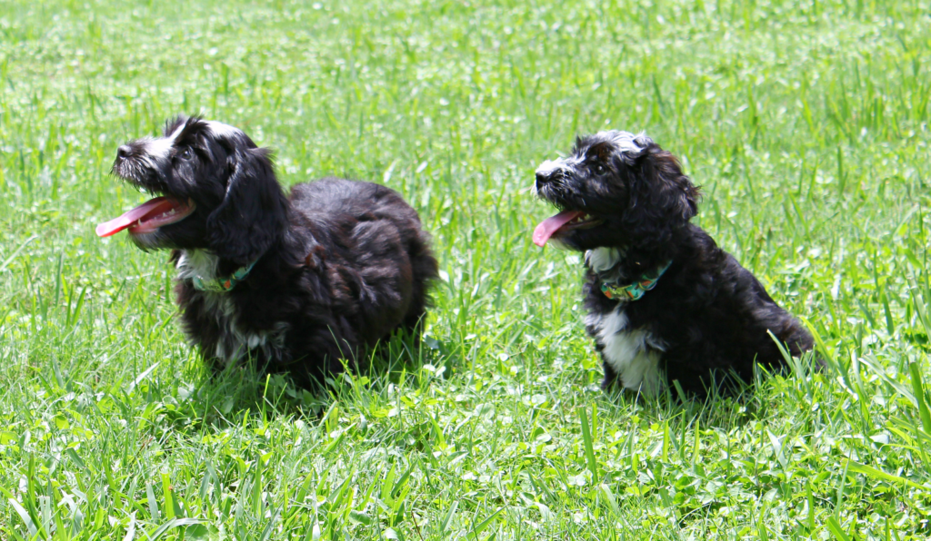 Choosing an Australian Labradoodle
