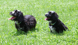 Choosing an Australian Labradoodle