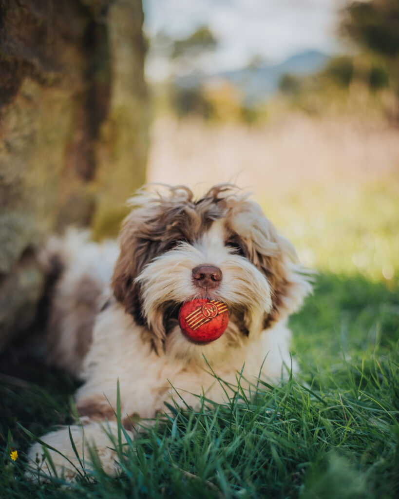 The Labrador Retreiver is the heart of the Australian Labradoodle