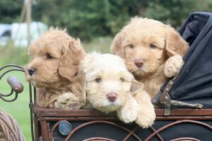 Responsible Breeder Blog
