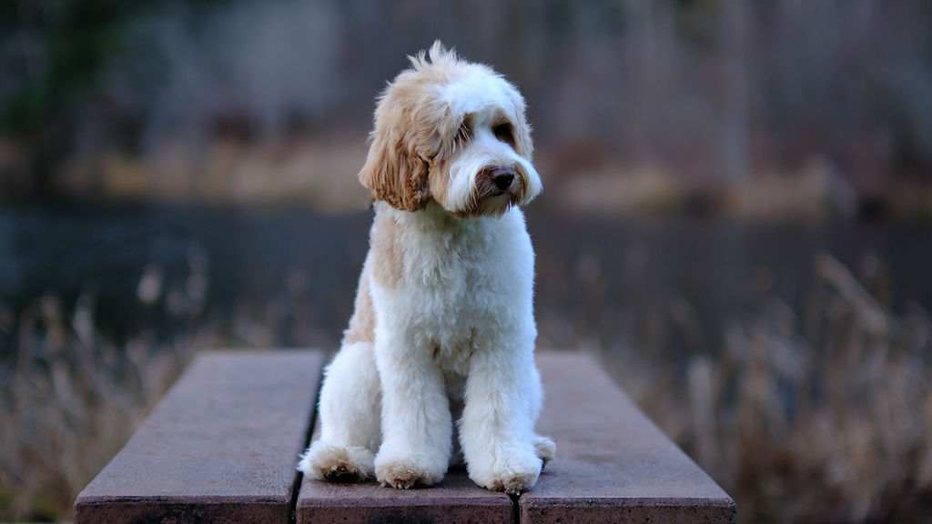Labrador Retriever heart of Labradoodle