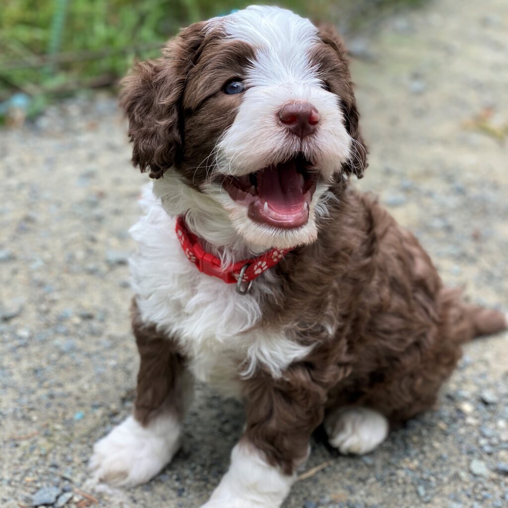 Responsible breeding-Every Puppy Deserves