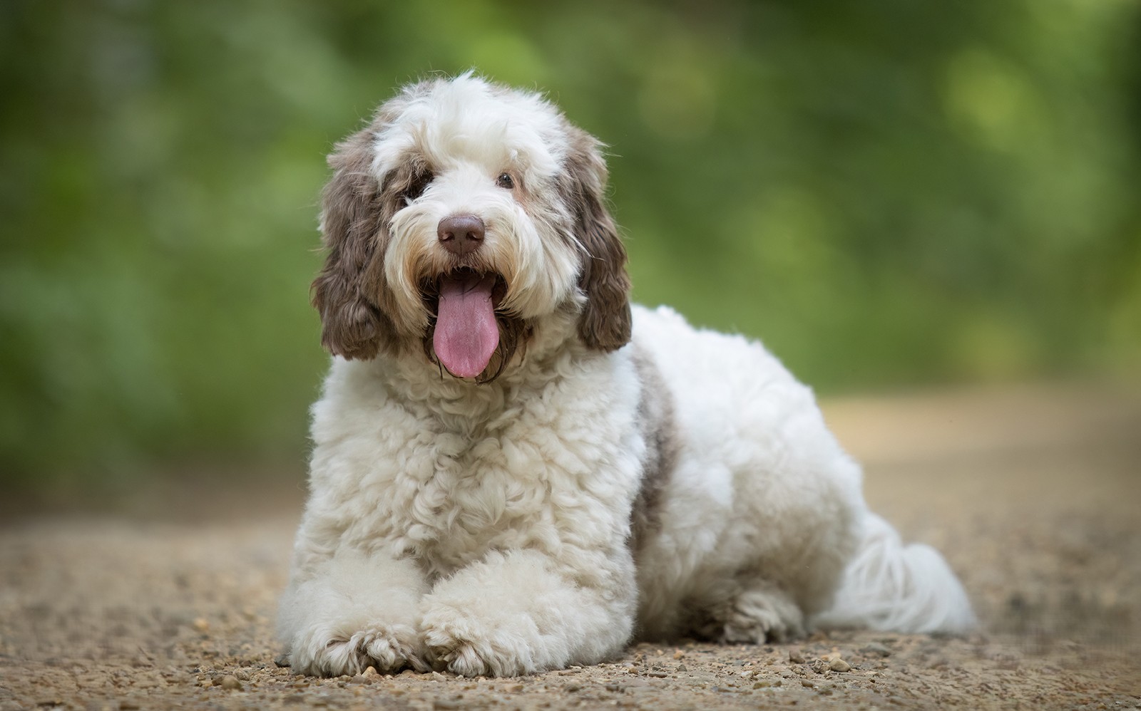 Responsible breeding standards