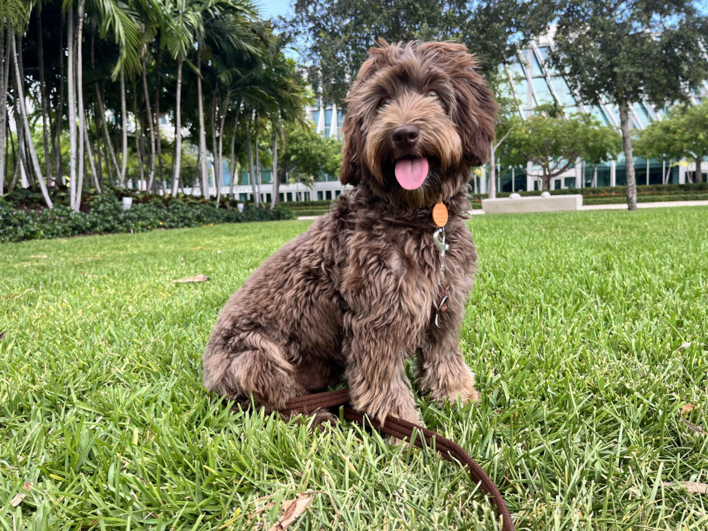 Choosing an Australian Labradoodle