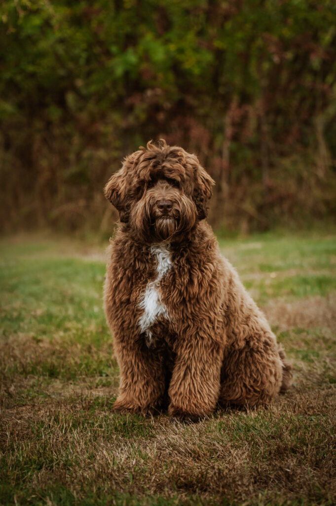 Responsible breeding-Puppy Buyer Questions