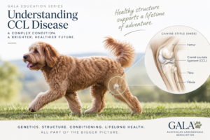Understanding CCL Disease