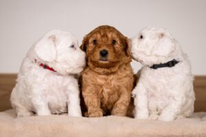 Human-Dog Bond